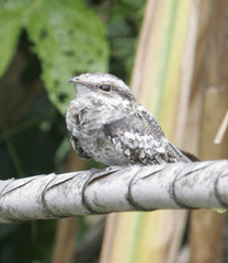 Hydropsalis climacocerca