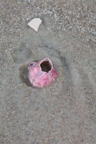 Megabalanus tintinnabulum observed 2026-04-27