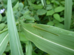 Ensifera