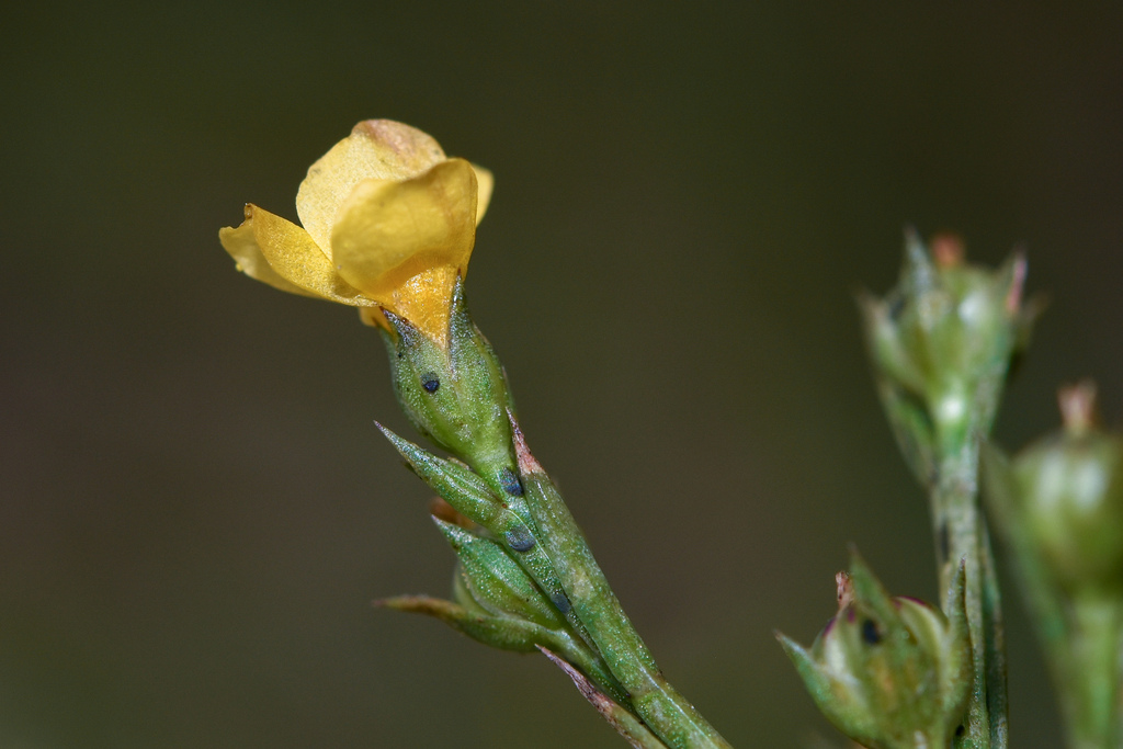 Linum littorale