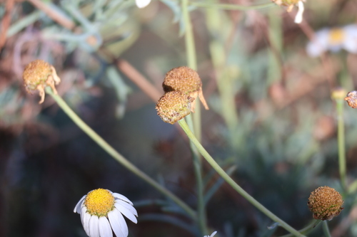 Argyranthemum foeniculaceum, photograph 3