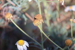 Argyranthemum foeniculaceum, photograph (c) Millie Basden, some rights reserved (CC BY)