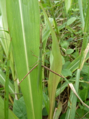 Caelifera