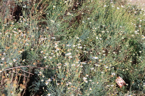 Argyranthemum foeniculaceum, photograph 5
