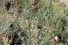 Argyranthemum foeniculaceum, photograph (c) Millie Basden, some rights reserved (CC BY)