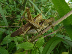 Cyrtacanthacridinae