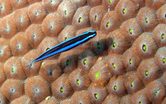 Elacatinus oceanops