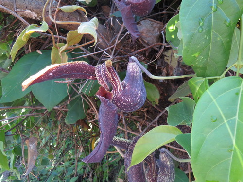 Aristolochia cymbifera, photograph 1
