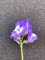 Astragalus leptocarpus