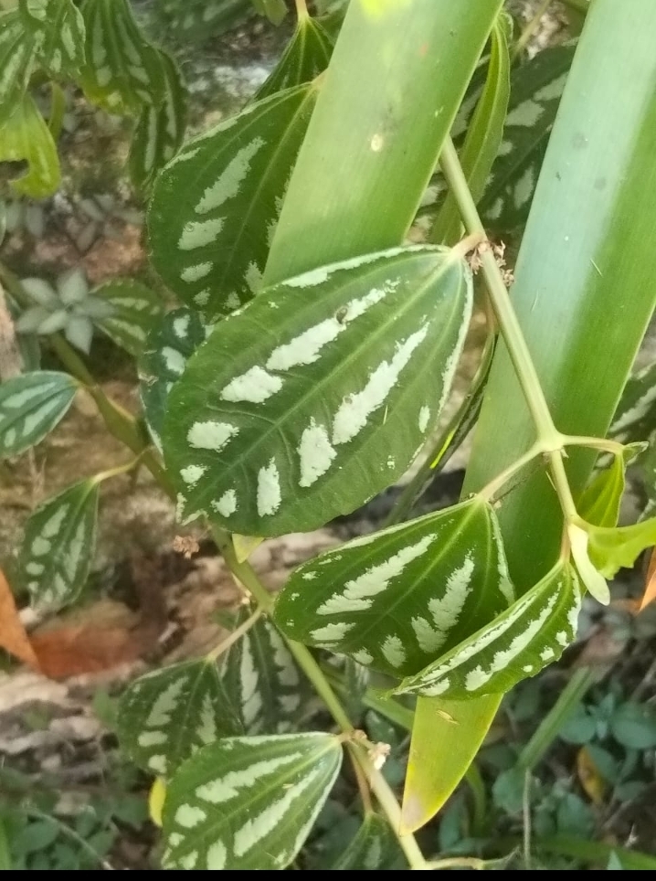 Pilea cadierei