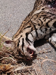 Leopardus pardalis mitis