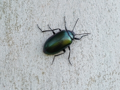 Chalcopteroides cyanopterus