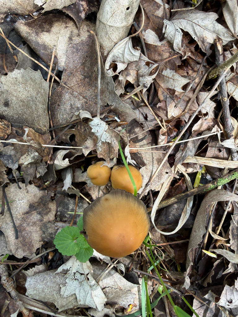Coprinellus micaceus · April 2026 · photo: © kefreecomo (iNaturalist, cc-by)