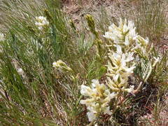 Astragalus pectinatus
