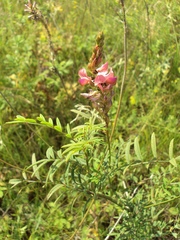 Onobrychis viciifolia