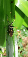 Zelus armillatus