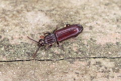 Rhysodidae