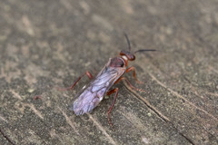 Xyeloidea
