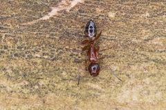 Camponotus snellingi