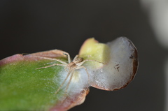 Philodromus dispar