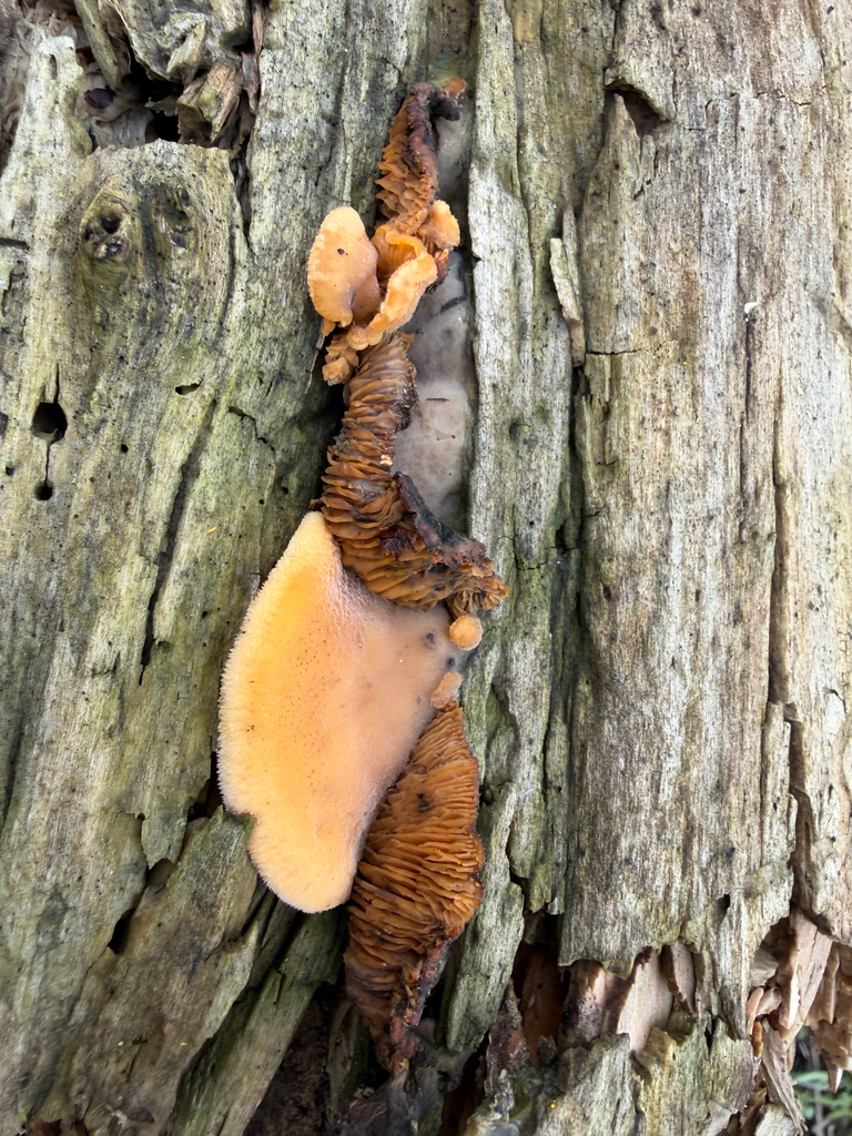 Phyllotopsis nidulans · April 2026 · photo: © kefreecomo (iNaturalist, cc-by)
