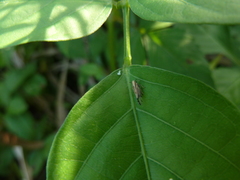 Auchenorrhyncha