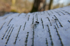 Trypodendron domesticum