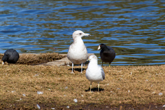 Larus californicus