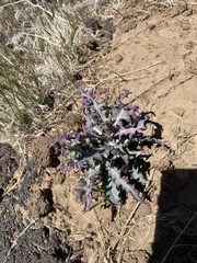 Stephanomeria parryi