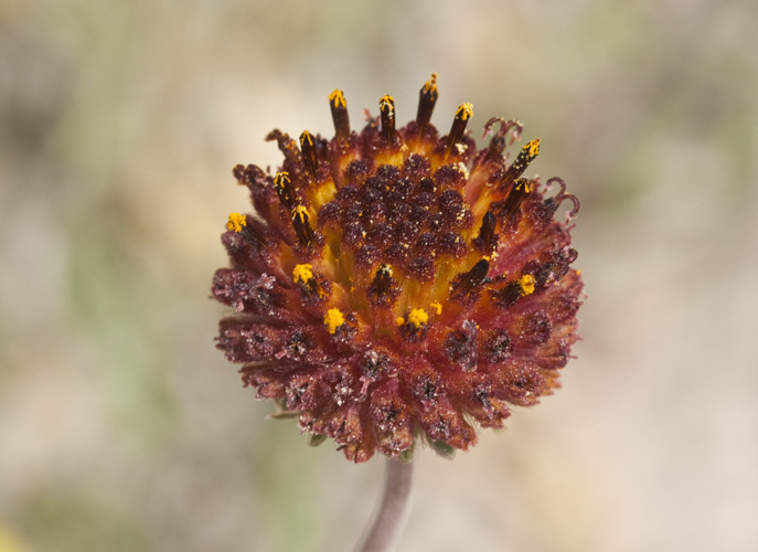 Pincushion Daisy