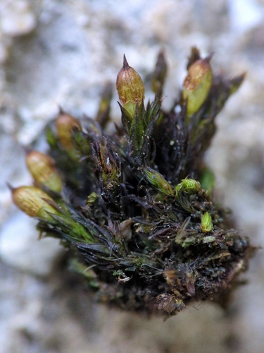 Orthotrichum cupulatum observed 2026-04-27