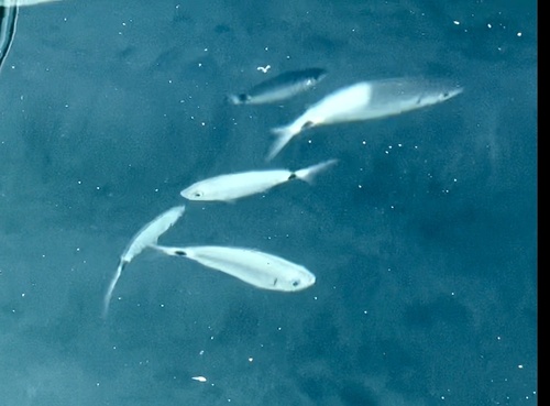 Oblada melanurus