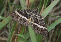 Chrysolarentia vicissata