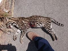 Leopardus pardalis mitis