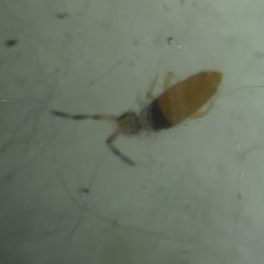 Entomobrya nigrocincta