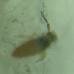 Entomobrya nigrocincta