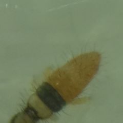 Entomobrya nigrocincta