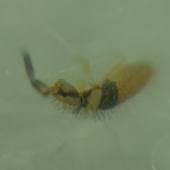 Entomobrya nigrocincta