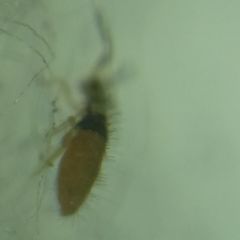 Entomobrya nigrocincta