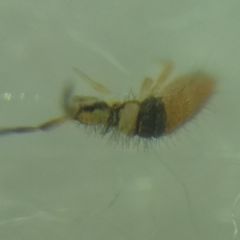 Entomobrya nigrocincta
