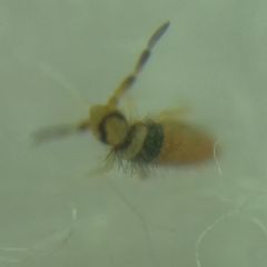 Entomobrya nigrocincta