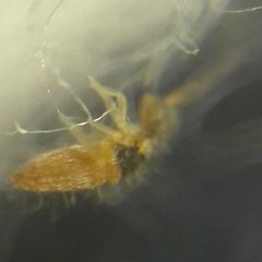 Entomobrya nigrocincta