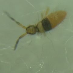 Entomobrya nigrocincta