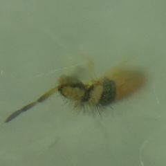 Entomobrya nigrocincta