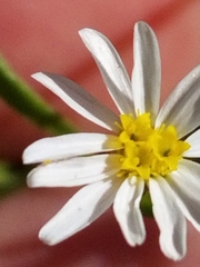 Chaetopappa asteroides