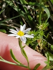Chaetopappa asteroides