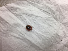 Harmonia axyridis