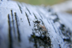 Trypodendron domesticum