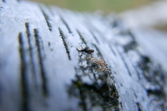 Trypodendron domesticum