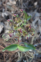 Epidendrum radioferens